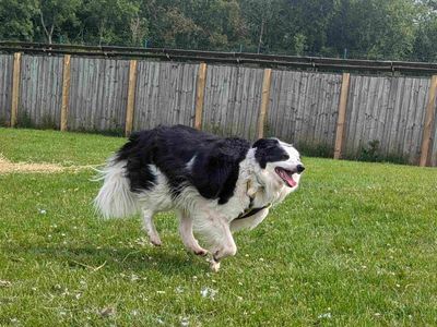 Flynn | Collie (Border) | West Calder (Edinburgh) - 5