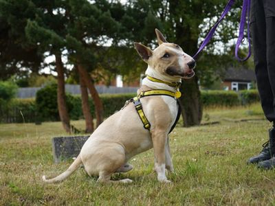 Quentin | Terrier (Bull) | Evesham (Worcestershire) - 3