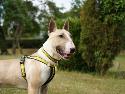 Quentin | Terrier (Bull) | Evesham (Worcestershire) - 5