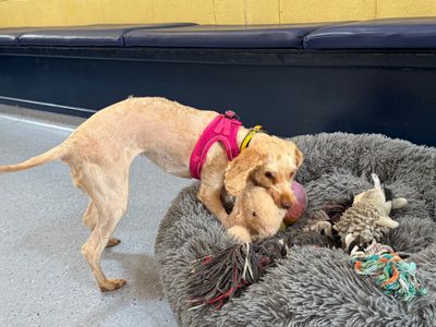 Rose | Poodle Cross | West Calder (Edinburgh) - 3
