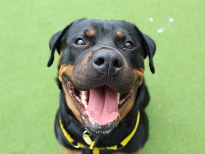 Gertie | Rottweiler | Glasgow - 3