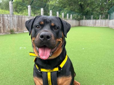 Gertie | Rottweiler | Glasgow - 5