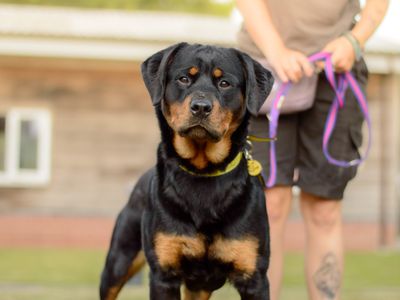 Twinkle | Rottweiler | Kenilworth (West Midlands) - 3
