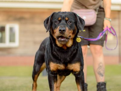 Twinkle | Rottweiler | Kenilworth (West Midlands) - 5