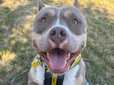 Cali | American Bully Pocket | Shrewsbury (Shropshire) - 3