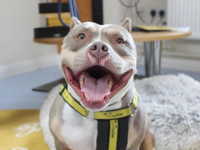 Cali | American Bully Pocket | Shrewsbury (Shropshire) - 5