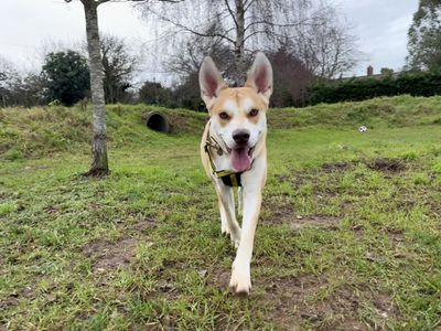 Harry H | Siberian Husky Cross | Snetterton (Norfolk) - 3