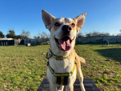 Harry H | Siberian Husky Cross | Snetterton (Norfolk) - 5