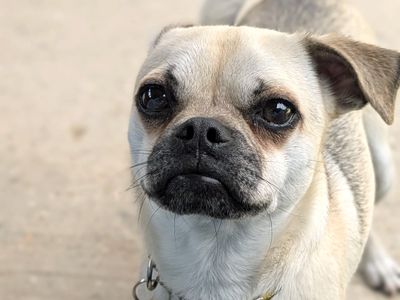 Tweetie | Pug | Shoreham (Sussex)