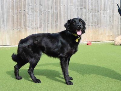 Twix | Retriever (Flat Coated) Cross | Darlington - 2