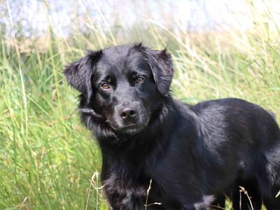 Twix | Retriever (Flat Coated) Cross | Darlington - 3