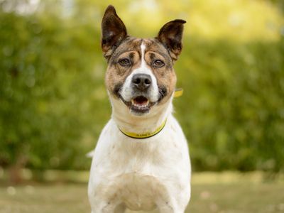 Birdie | Australian Kelpie Cross | Kenilworth (West Midlands) - 3