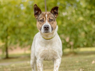 Birdie | Australian Kelpie Cross | Kenilworth (West Midlands) - 5