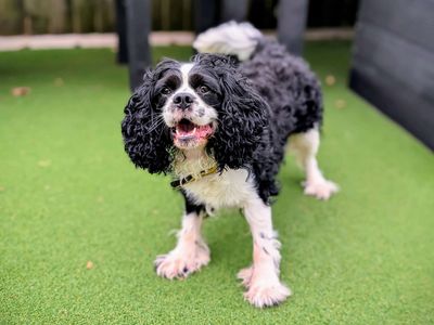 Milo | Spaniel (Cavalier King Charles) | Cardiff - 3