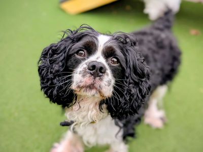 Milo | Spaniel (Cavalier King Charles) | Cardiff - 5