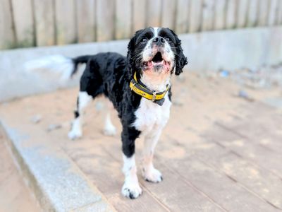 Milo | Spaniel (Cavalier King Charles) | Cardiff - 5