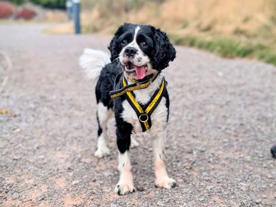 Milo | Spaniel (Cavalier King Charles) | Cardiff - 3