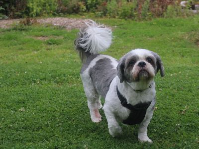 Bella | Shih Tzu Cross | Merseyside (Liverpool) - 2