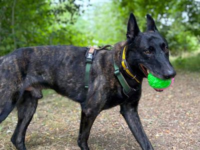 Elmo | Crossbreed | Harefield West London - 3