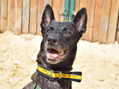 Elmo | Crossbreed | Harefield West London - 1
