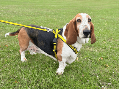 Dixie | Basset Hound | Dundee rehoming - 1