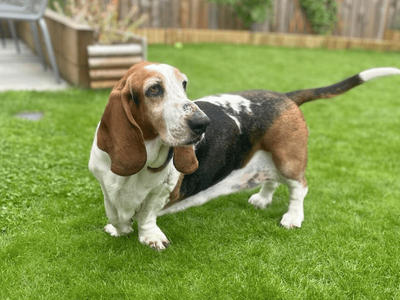 Dixie | Basset Hound | Dundee rehoming - 3