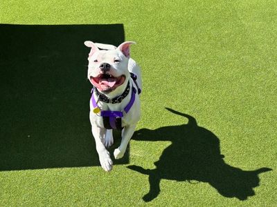 Ange | Terrier (Staffordshire Bull) Cross | Salisbury (Wiltshire) - 2