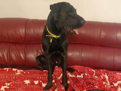 Thabo | Schnauzer (Giant) | Basildon (Essex) - 3