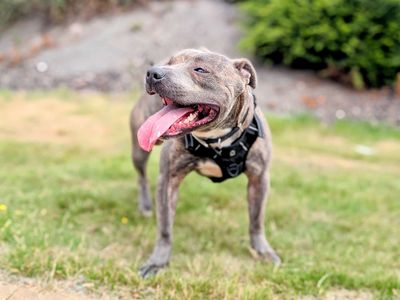 Zion | Terrier (Staffordshire Bull) | Cardiff - 1