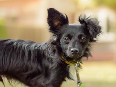 Fruit bat | Crossbreed | Kenilworth (West Midlands) - 5