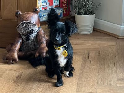 Fruit bat | Crossbreed | Kenilworth (West Midlands) - 3
