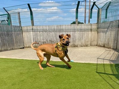 Nora | Mastiff | Basildon (Essex) - 3