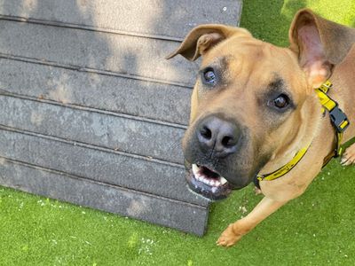 Nora | Mastiff | Basildon (Essex) - 2