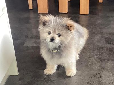 Theodore — Pomeranian