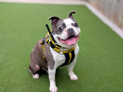 Jackson | Terrier (Boston) | Cardiff - 5