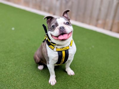 Jackson | Terrier (Boston) | Cardiff - 3