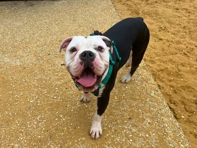 Louis | Bulldog Cross | Salisbury (Wiltshire) - 3
