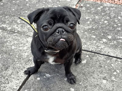 Lola | Pug | Dundee rehoming - 3