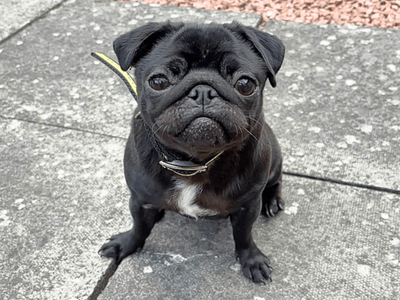Lola | Pug | Dundee rehoming - 1