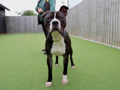 King | Boxer Cross | Darlington - 2