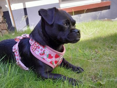 Peggy | Pug Cross | Ilfracombe - 3