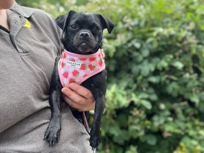 Peggy | Pug Cross | Ilfracombe - 5