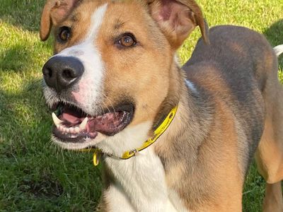 Deidre | Crossbreed | Canterbury - 1