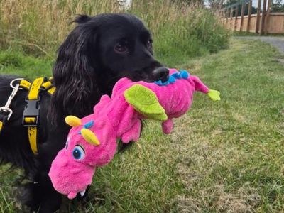 Benny | Spaniel (English Springer) Cross | Shrewsbury (Shropshire) - 3