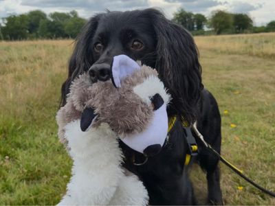Benny | Spaniel (English Springer) Cross | Shrewsbury (Shropshire) - 5