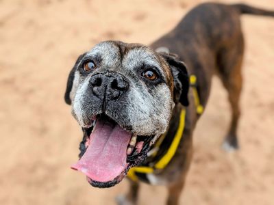 Ginny | Boxer | Cardiff - 5