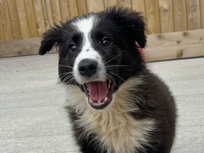 Winston | Collie (Border) | Ballymena (Northern Ireland) - 3