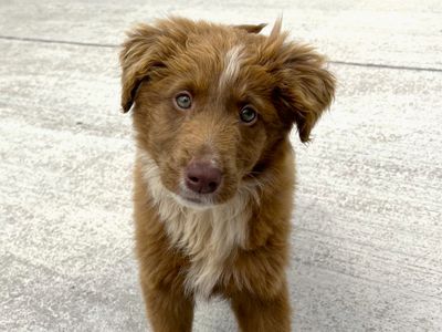 Winston | Collie (Border) | Ballymena (Northern Ireland) - 5