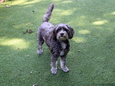 Bess | Spaniel (Cocker) Cross | Merseyside (Liverpool) - 2