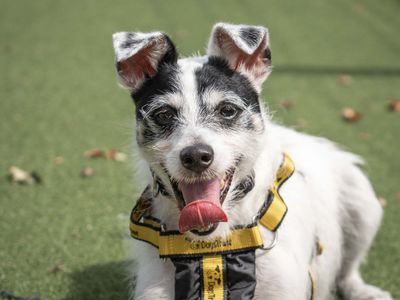 Rascal | Terrier (Jack Russell) Cross | Loughborough - 2